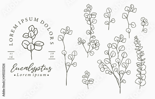 Black eucalyptus logo collection with leaves geometric.Vector illustration for icon logo sticker printable and tattoo