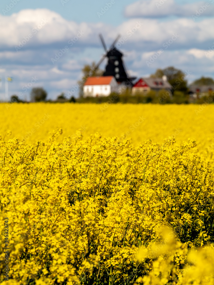 Canola fields in southern Sweden. 