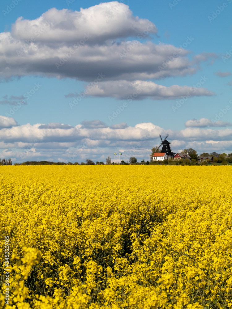 Canola fields in southern Sweden. 