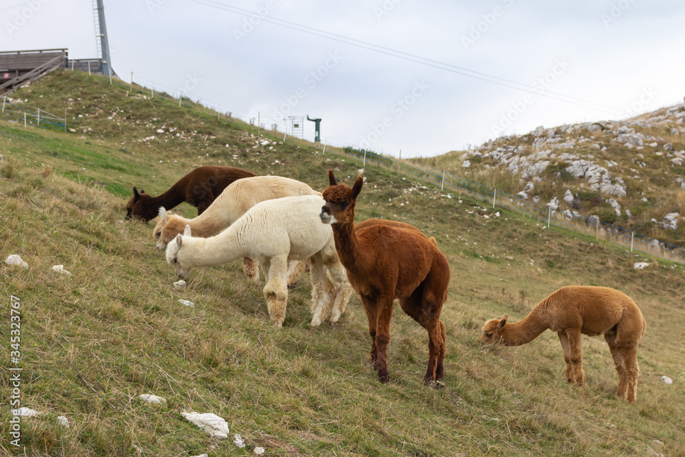 Alpine  llamas graze peacefully on the side of Monte Baldo in Veneto, northern Italy