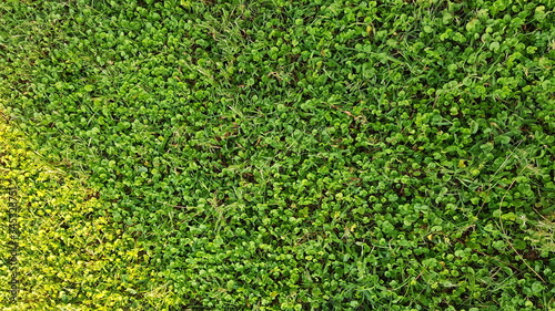 Grass carpet in a bright greencolors in the summer morning.