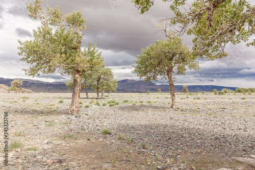 Green Oasis on rocky soil of Altai Mountains Mongolia photo