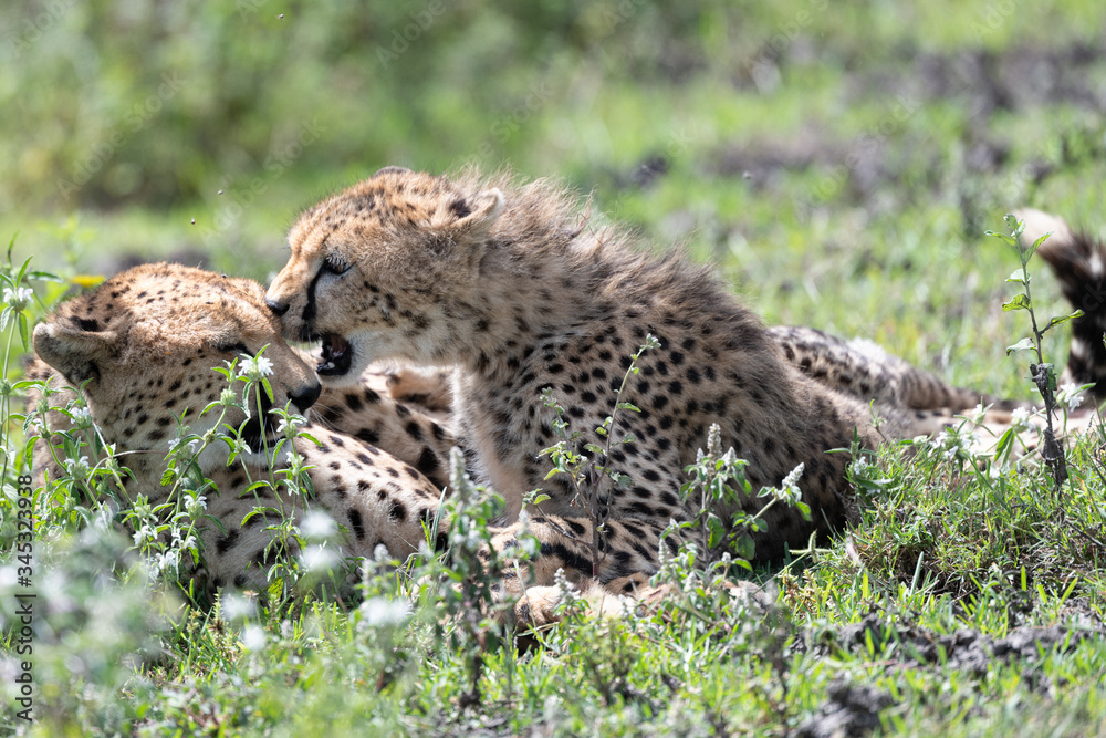 Young Cheetah wants some attention from his sleepy mother, Ndutu, Tanzania  