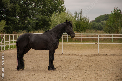 black horse portrait animal photography in paddock area country side farm territory in moody cloudy gray weather