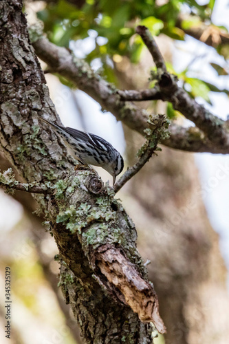 A solitary Black and White Warbler frantically hops over live oak tree limbs and trunks in its search for insects to eat