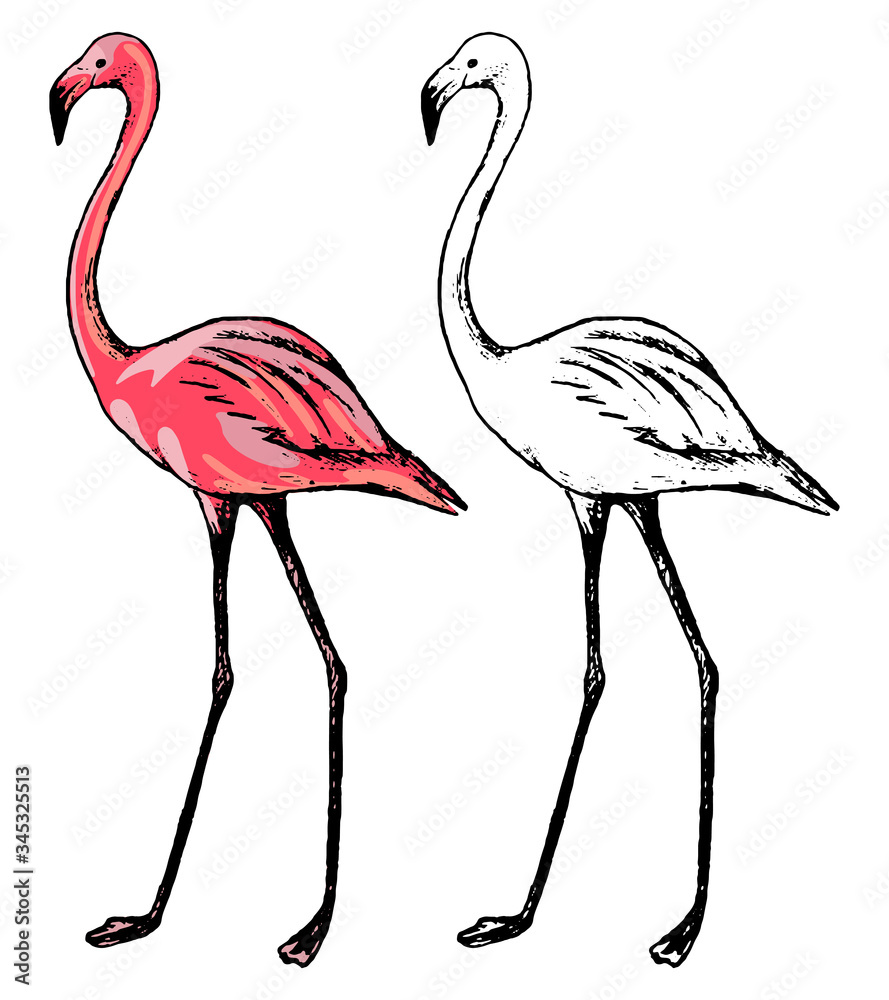 Fototapeta premium Drawing of standing flamingo. Realistic sketch of tropical bird. Hand drawn vector illustration in vintage, engraving style. Set of contour and color element isolated on white for design, decor, print