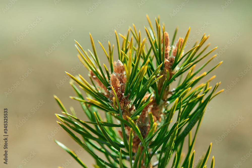 pine tree branch