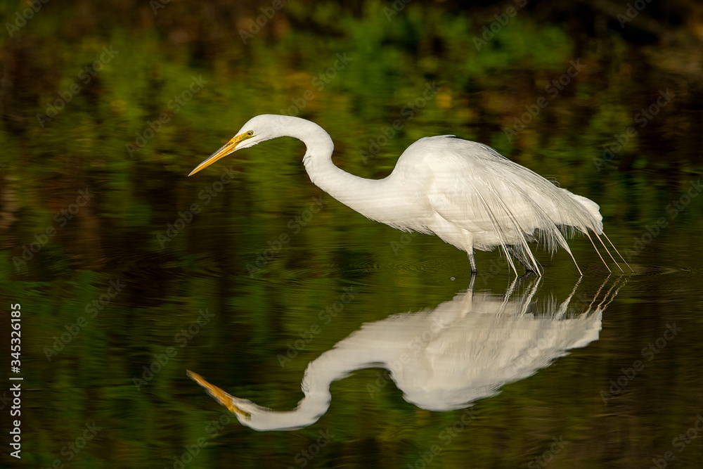 Naklejka premium Beautiful Wild Great White Egret Bird Reflection in a Lake Fishing in a Lake with a Colorful Green Background
