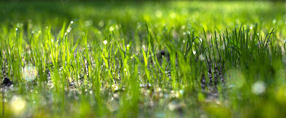 Obraz premium Sun shining on a green grass