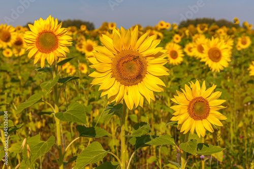Sunrise over the field of sunflowers  selective focus