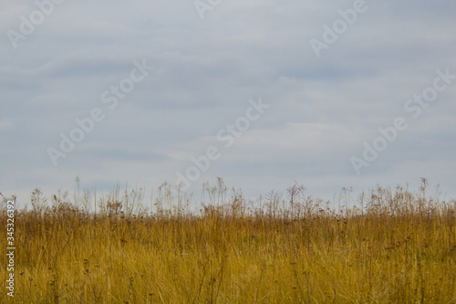 Steppe. Dry grass in cloudy weather.