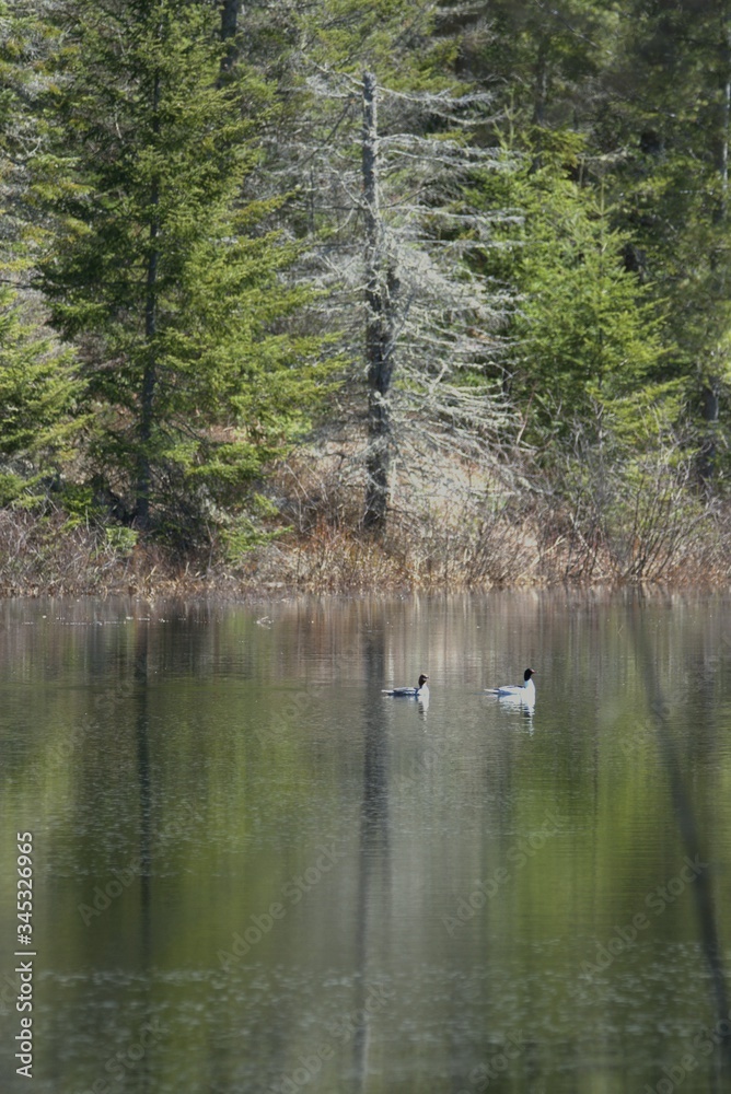 Jolis canards sur un lac naturel de la forêt canadienne au Québec au printemps Jolis canards sur un lac naturel de la forêt canadienne au Québec au printemps