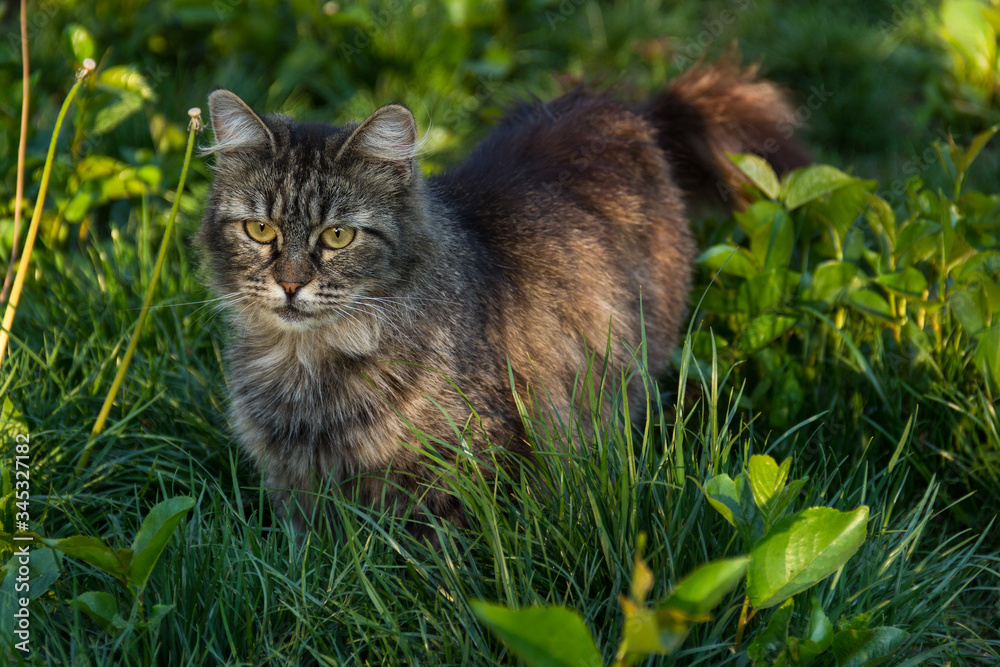 Beautiful young cat in green grass. Cute fluffy cat in the spring garden