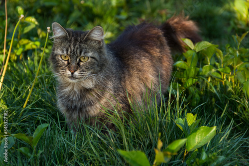 Obraz na płótnie Beautiful young cat in green grass. Cute fluffy cat in the spring garden w salonie