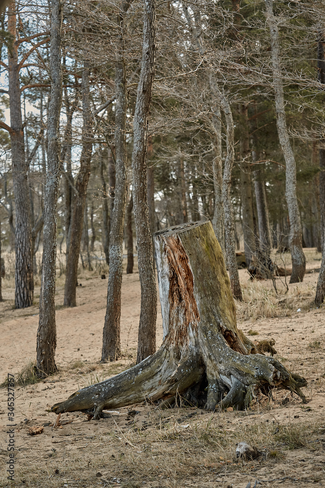 the roots of the stump the roots of the stump