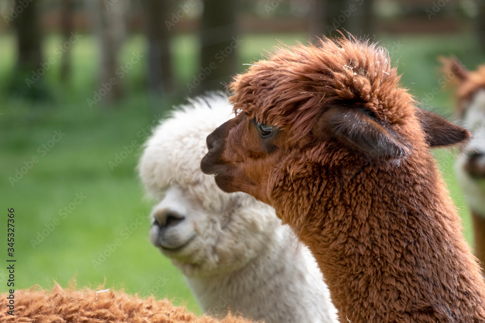 Brown Alpaca in front of a white alpaca. Selective focus on the head area of the brown alpaca, photo of heads