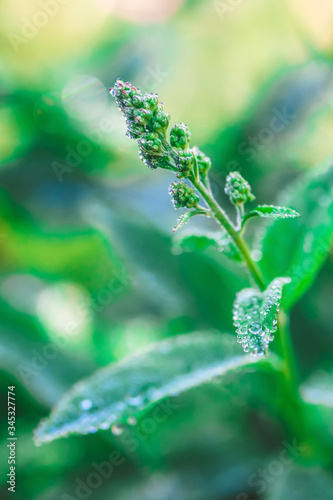 Green plant in drops on fresh leaves. Vertical photo.