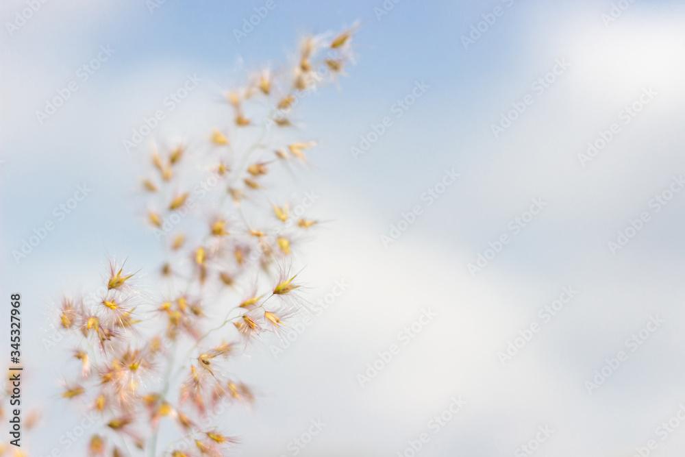 Closer up small grass flowers and blur focus on blur of white clouds and blue sky background Closer up small grass flowers and blur focus on blur of white clouds and blue sky background