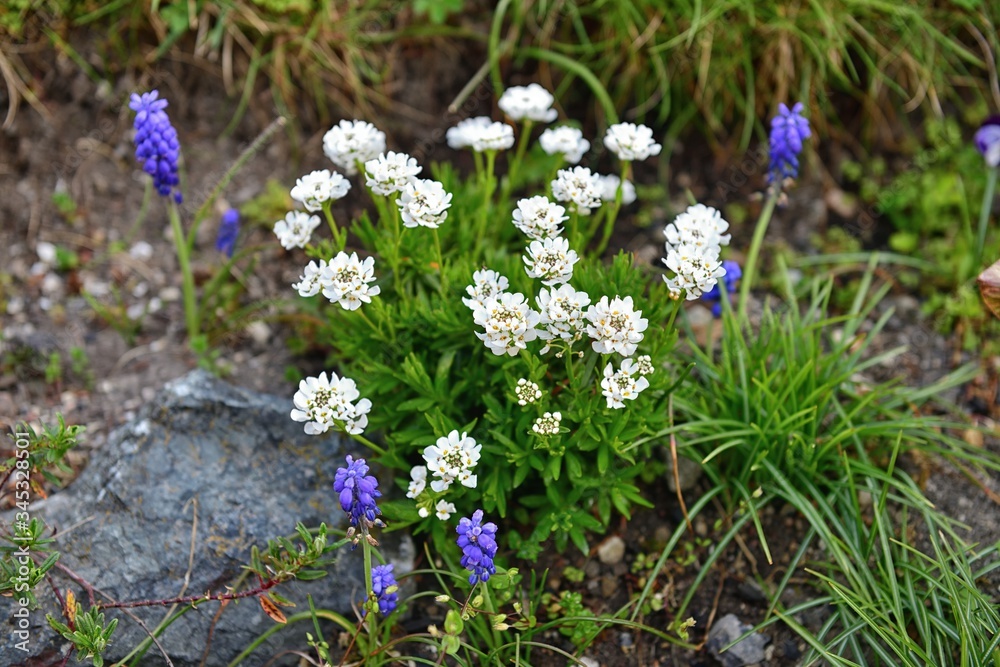 Nice bunch of white candytuft (iberis) behind a stone in a rock with the blue bugle. Focus is on the center of the image. Nice bunch of white candytuft (iberis) behind a stone in a rock with the blue bugle. Focus is on the center of the image.