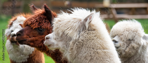 Four Alpacas, in panorama, a white alpaca in front of white and brown alpacas. Selective focus on the head of the white alpaca, photo of heads photo