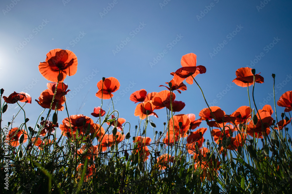 Obraz premium Flowering red poppy flowers with a blue sky on a background, Spain