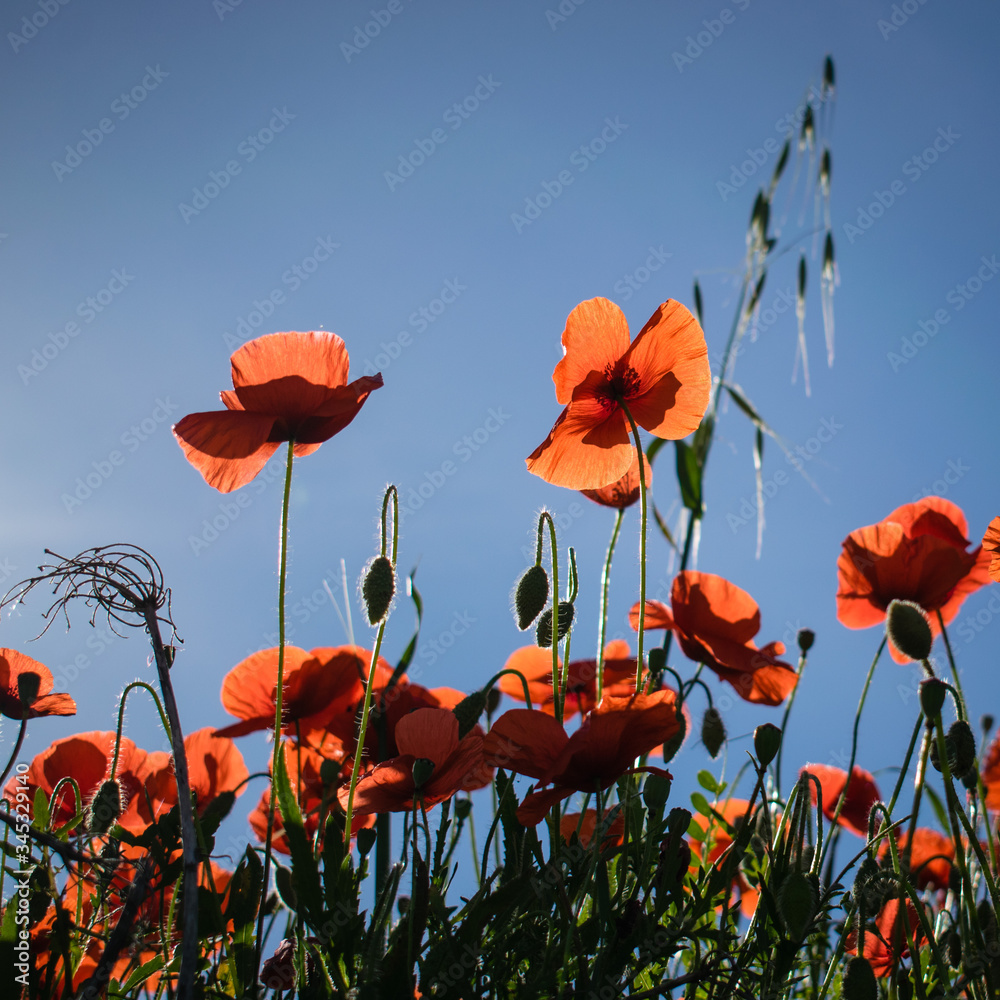 Obraz premium Flowering red poppy flowers with a blue sky on a background, Spain