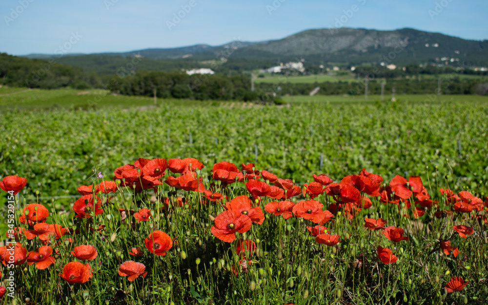 A flowering poppy field with vineyard in a background
