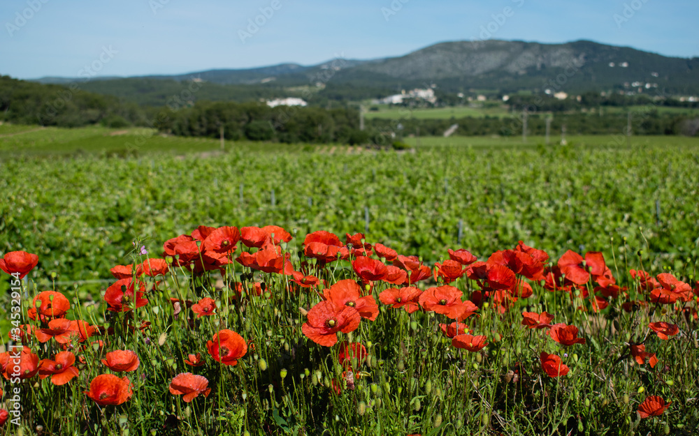 A flowering poppy field with vineyard in a background A flowering poppy field with vineyard in a background