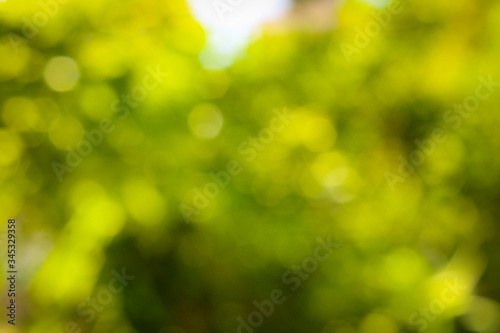 Beautiful Green blur background with leaf and stem