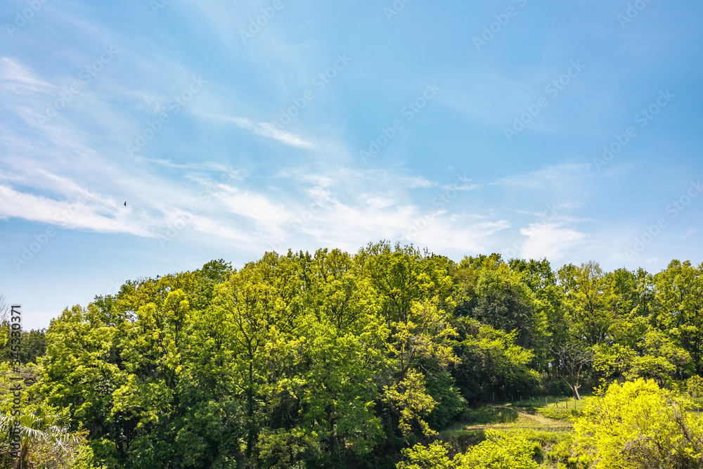 里山に生える新緑の木と青空