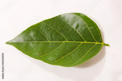 Green Leaf with clear route structure