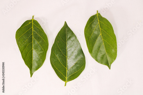Green Leaf with clear route structure photo