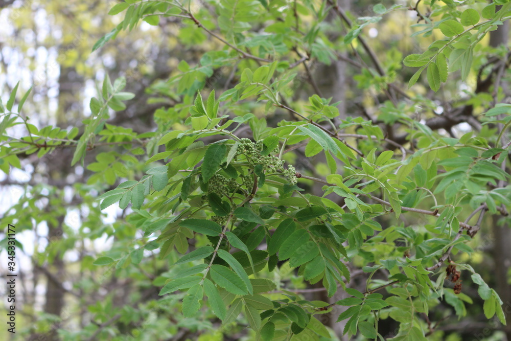 Flower buds appeared on a mountain ash tree
Flower buds appeared on a mountain ash tree