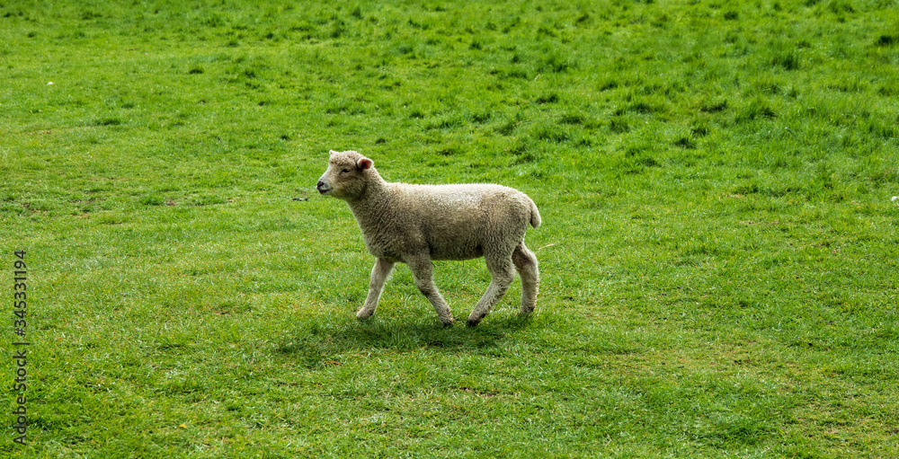 Obraz premium COUNTING SHEEP FOR SLEEP