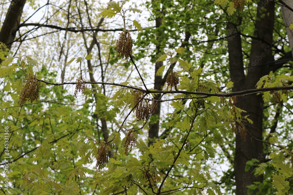 Oak flowers look like thin brown threads with knots Oak flowers look like thin brown threads with knots