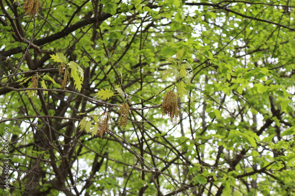 Oak flowers look like thin brown threads with knots