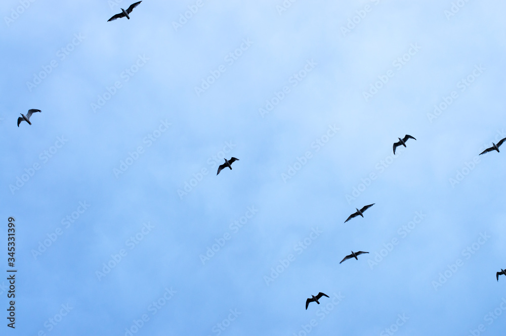 silhouette birds on sky background