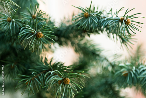 Abstract background close up blurred conifer evergreen fir tree branches natural