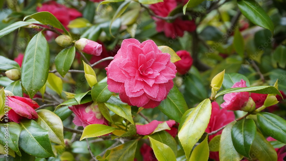 Flowers during spring season, May 2020, Montreux Switzerland Flowers during spring season, May 2020, Montreux Switzerland