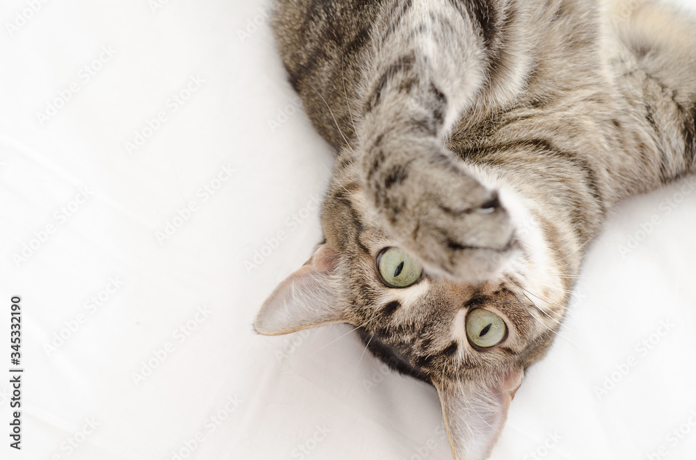 The cat lies on a white background upside down and with its paw covered ...