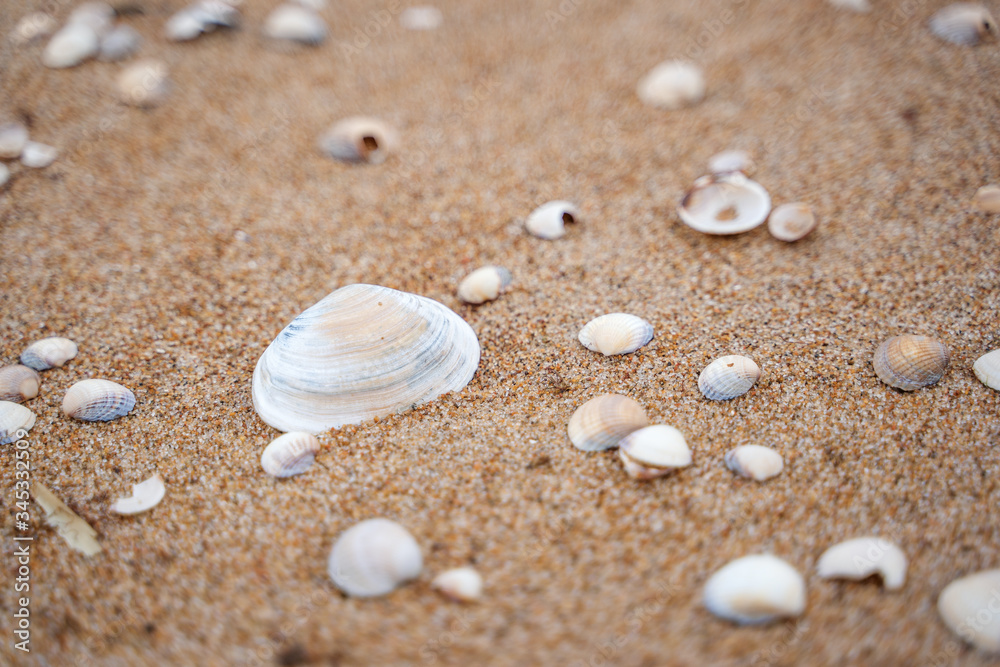 Small shells background in Skane, Sweden. Selective focus Small shells background in Skane, Sweden. Selective focus