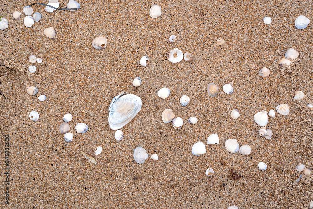 Small shells background in Skane, Sweden. Selective focus Small shells background in Skane, Sweden. Selective focus