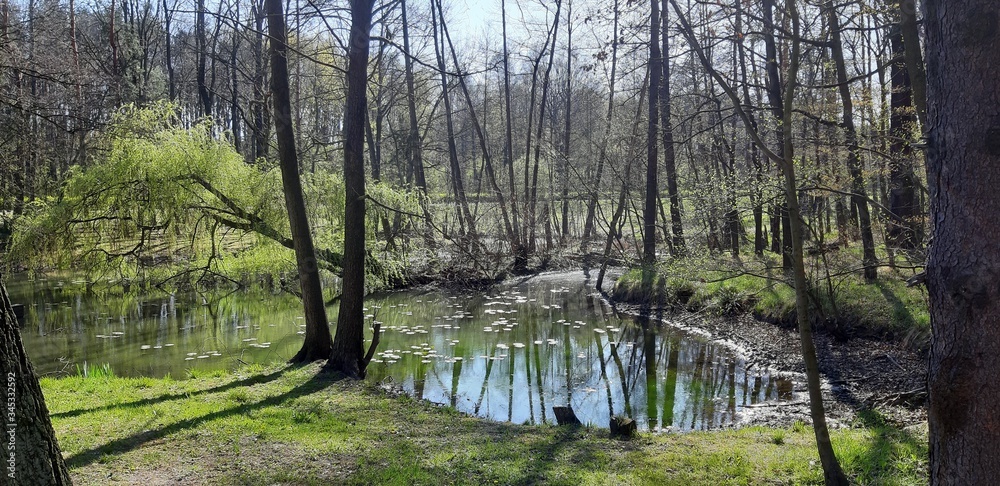 Fototapeta premium Lake in forest