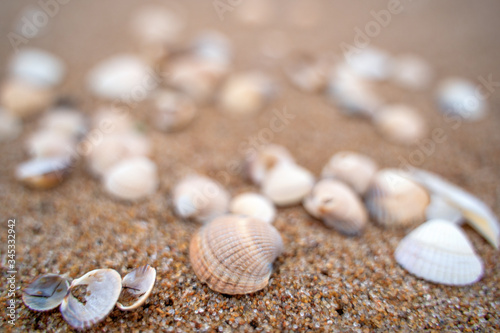 Small shells background in Skane, Sweden. Selective focus