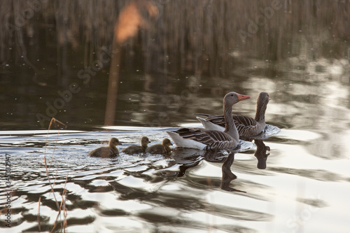 Fototapeta Naklejka Na Ścianę i Meble -  Goose family in  lake Kanieris