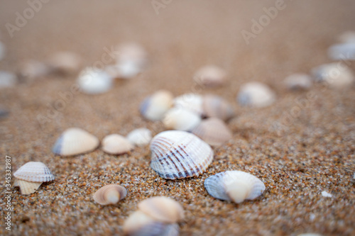 Small shells background in Skane, Sweden. Selective focus