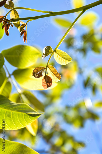 fresh summer green tree leaves