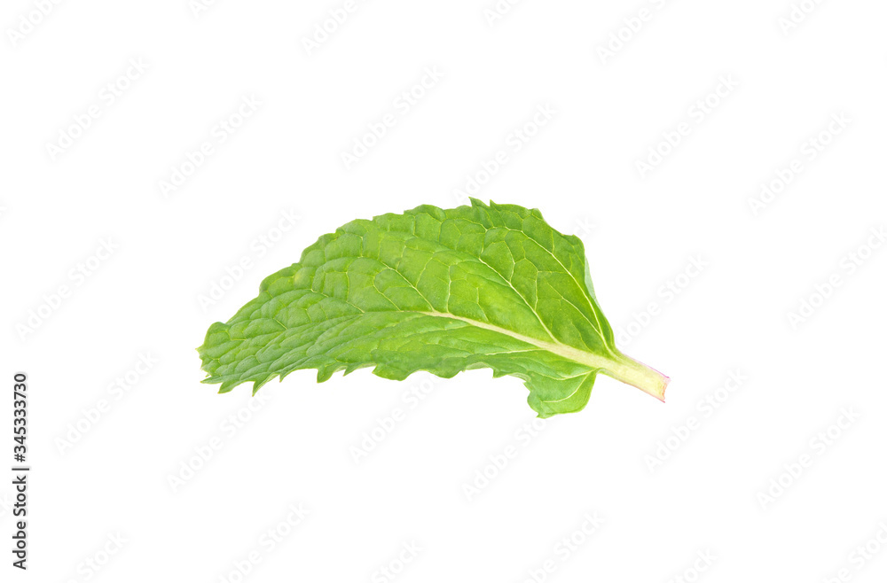 Fototapeta premium Close-up of Mint leaves isolated on white background.