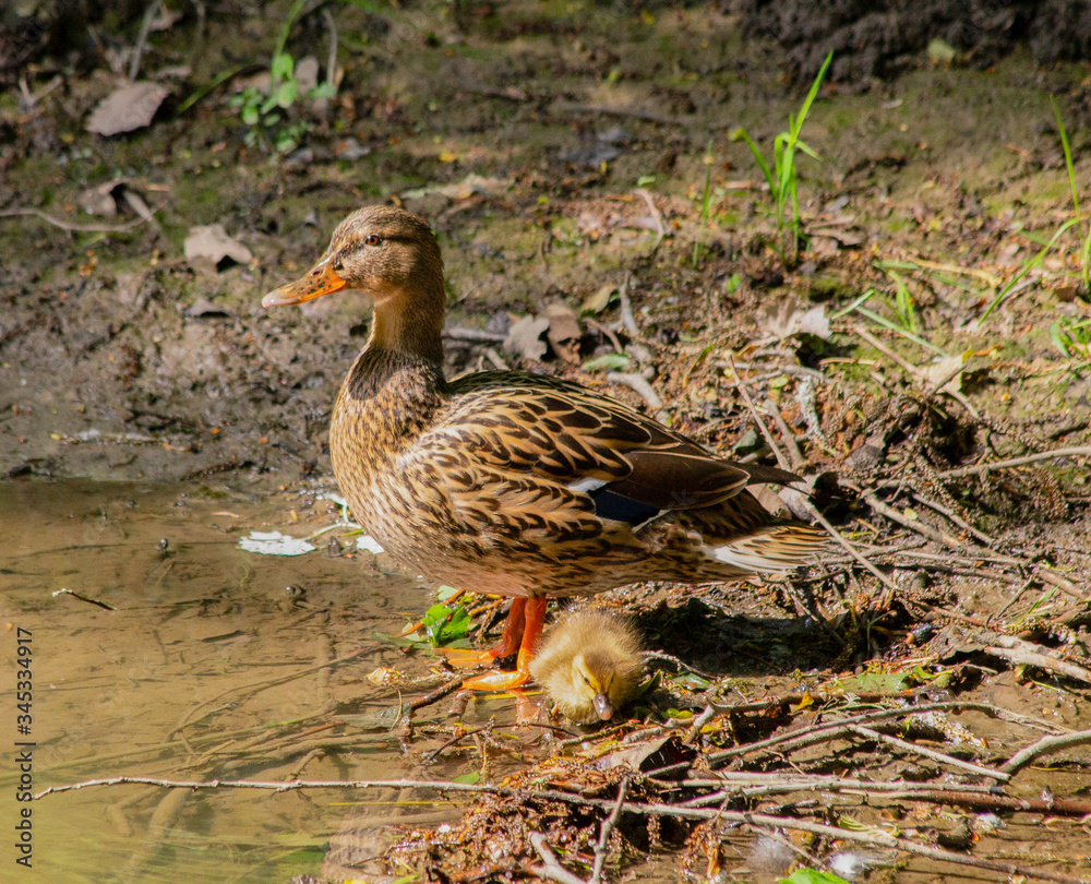 Female Mallard duck with duckling Female Mallard duck with duckling