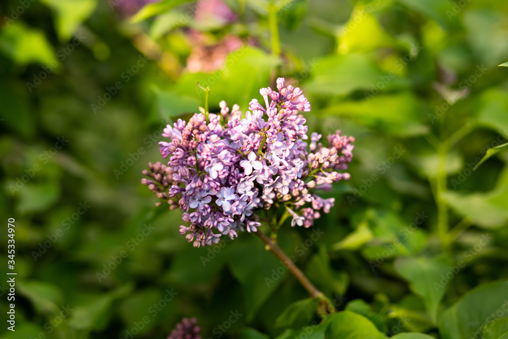 lilac bush almost bloomed in spring lilac bush almost bloomed in spring